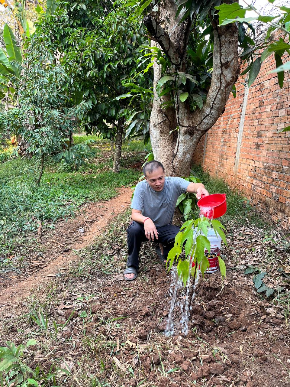 កូនដើមសំរង