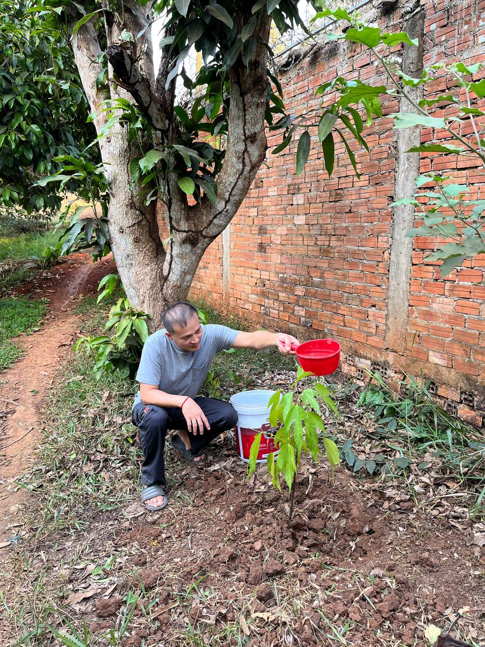 កូនដើមសំរង