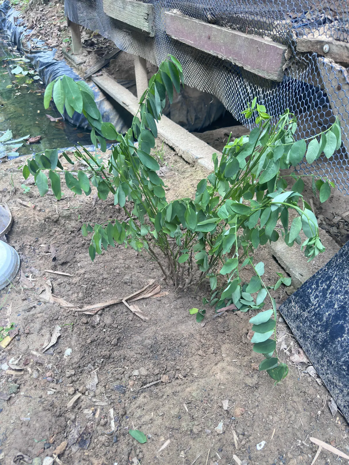 Tree Photo