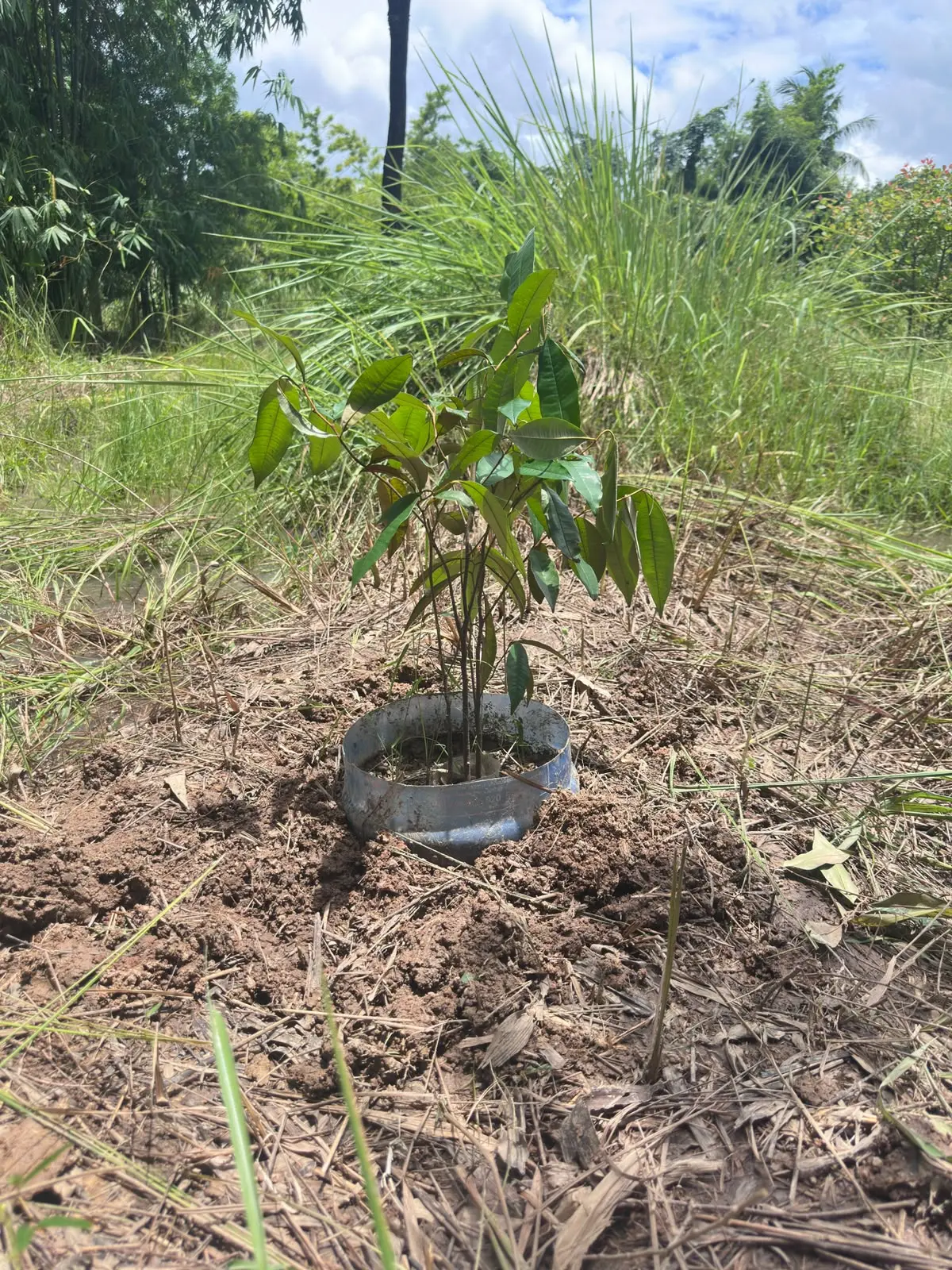 Tree Photo