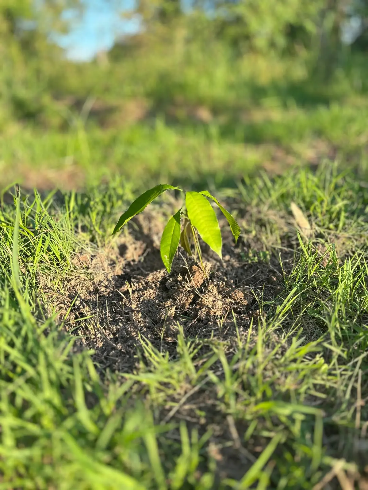 Individual Tree