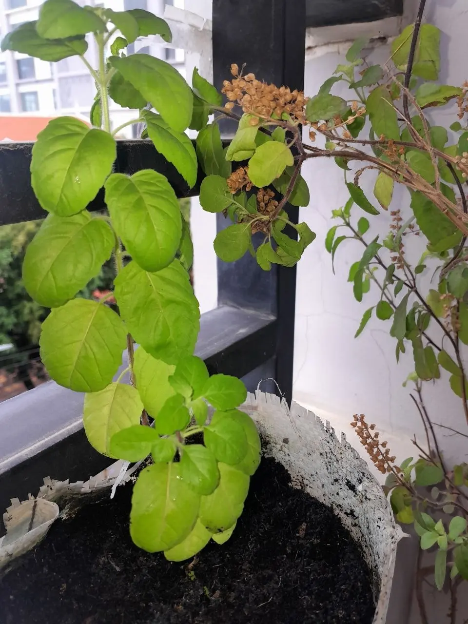 Tree Plantation Progression