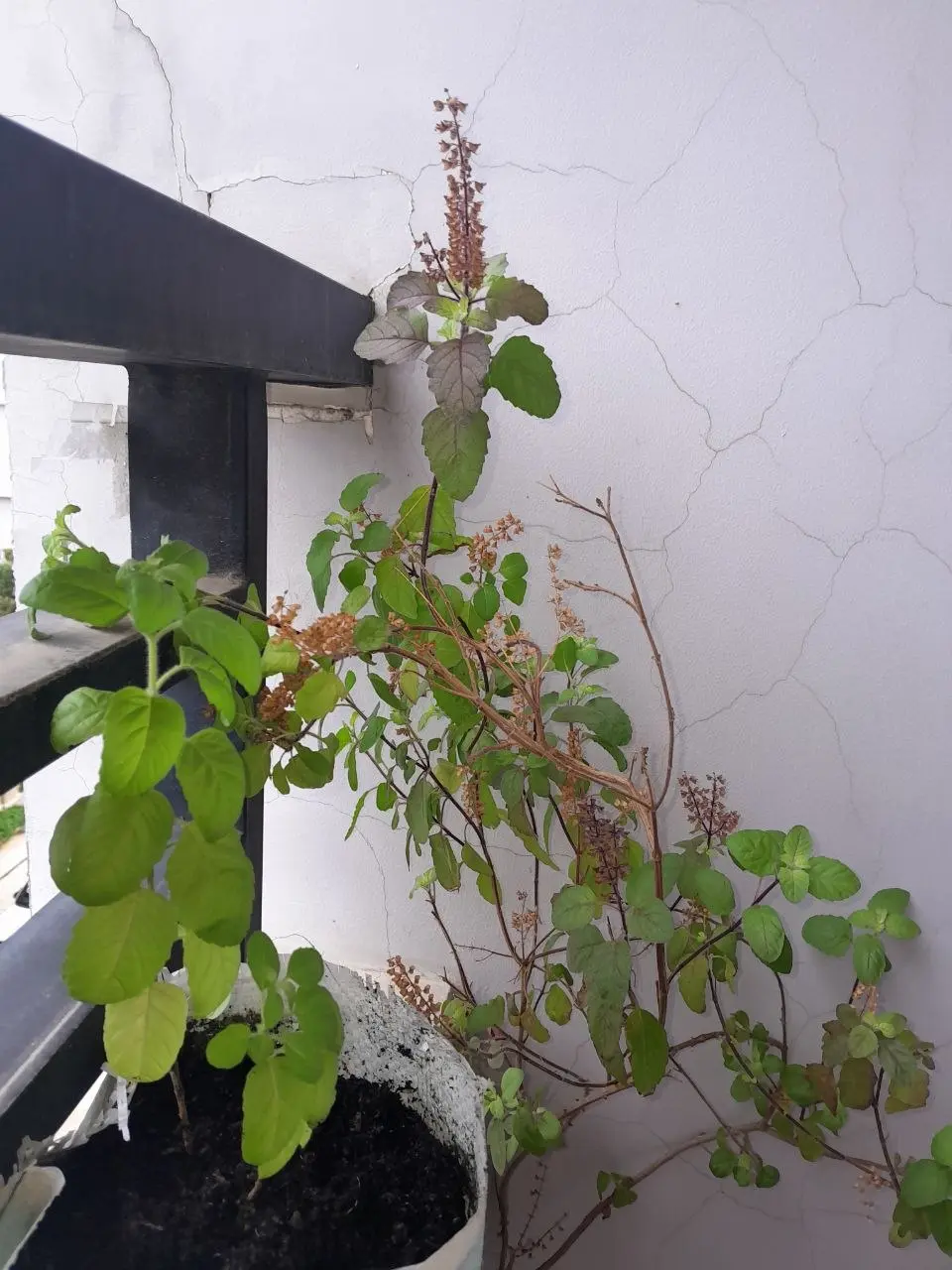 Tree Plantation Progression