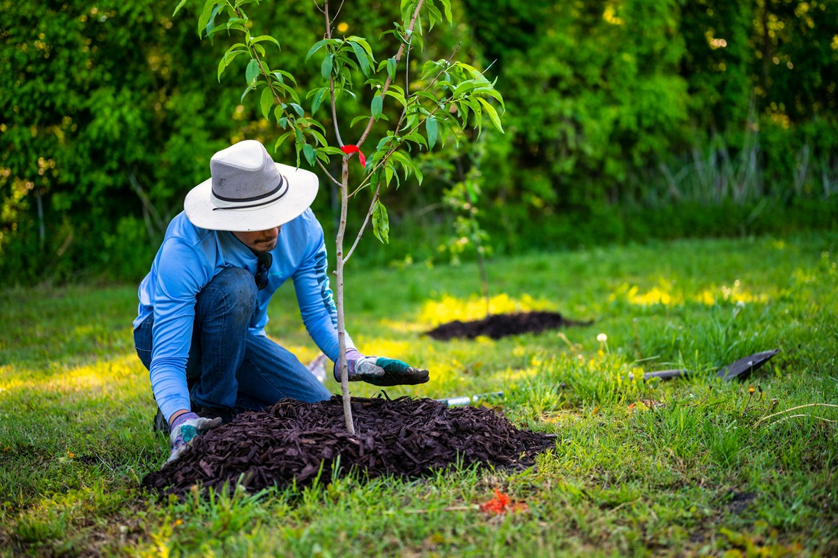 Random Tree Planting